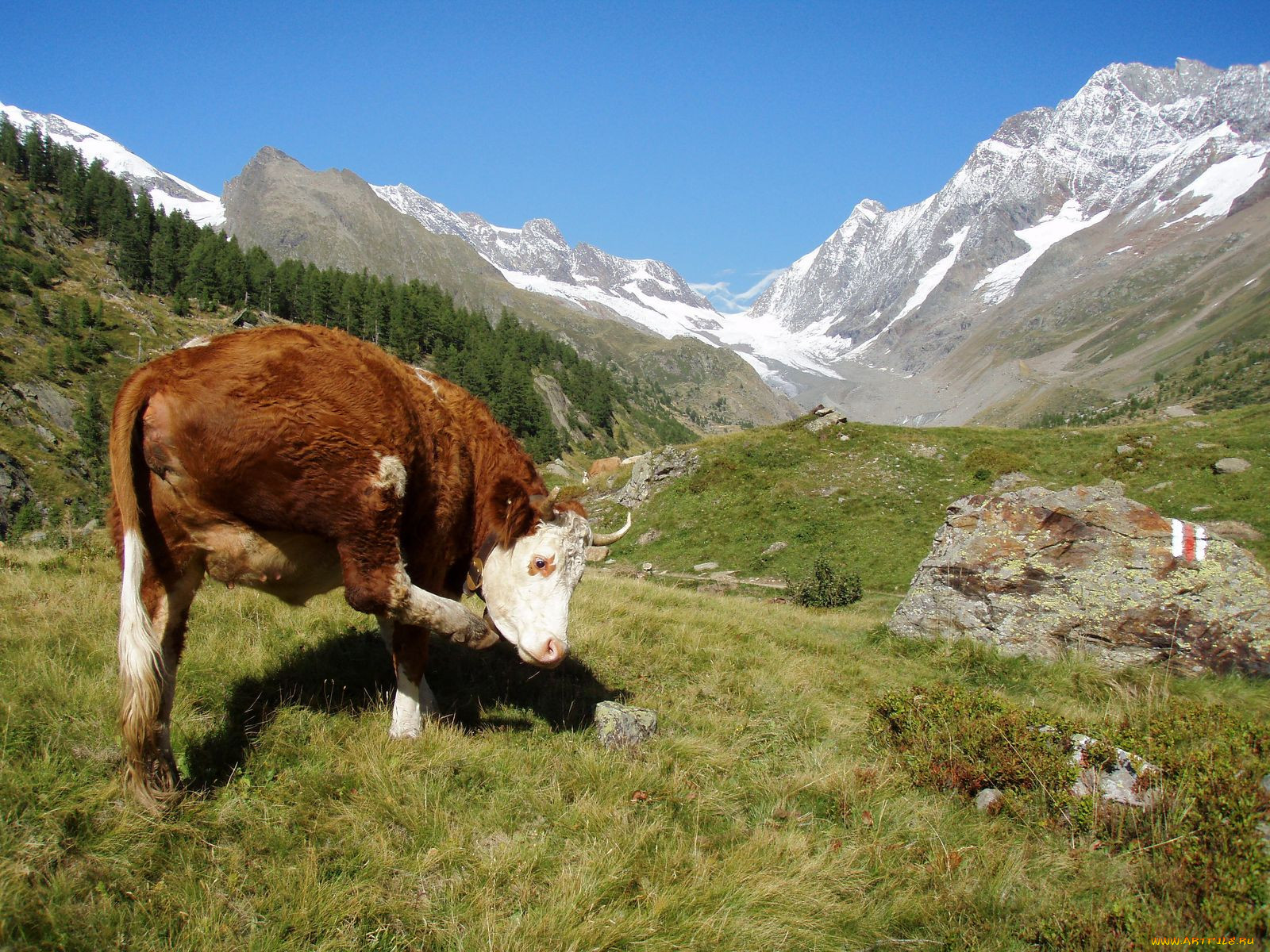 , , , cow